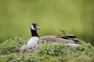 Canada goose (Branta canadensis) sitting brooding with chicks on the nest, North Rhine-Westphalia,