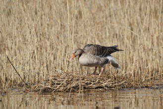 Greylag goose (Anser anser) on the nest in the reeds, North Rhine-Westphalia, Germany