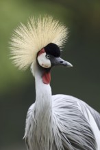 South African Crowned Crane or Grey-necked Crowned Crane (Balearica regulorum), portrait, captive,