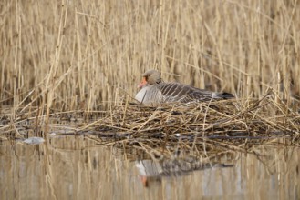 Greylag goose (Anser anser) sitting brooding on the nest in the reeds, North Rhine-Westphalia,