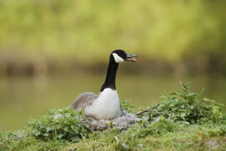 Canada goose (Branta canadensis) sitting on the nest and calling, North Rhine-Westphalia, Germany