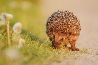 Brown-breasted hedgehog or Western European hedgehog (Erinaceus europaeus), North Rhine-Westphalia,
