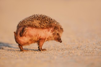 Brown-breasted hedgehog or Western European hedgehog (Erinaceus europaeus) scratching itself, North