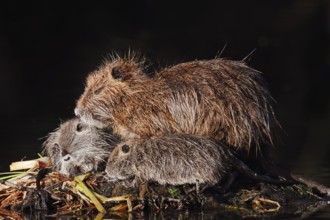 Nutria or swamp beaver (Myocastor coypus), female with young, North Rhine-Westphalia, Germany,
