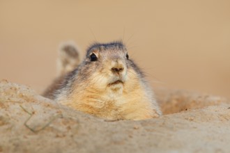 Black-tailed prairie dog (Cynomys ludovicianus) looking out of its den, North America