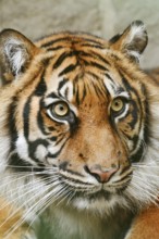 Sumatran tiger (Panthera tigris sumatrae), portrait, captive, native to Sumatra