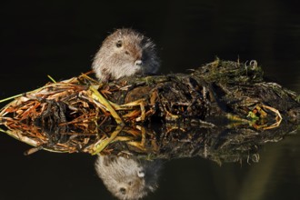 Nutria or swamp beaver (Myocastor coypus), juvenile, North Rhine-Westphalia, Germany, neozoon in