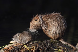 Nutria or swamp beaver (Myocastor coypus), female grooming with young, North Rhine-Westphalia,