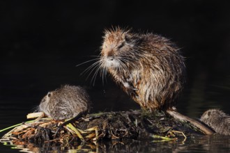 Nutria or swamp beaver (Myocastor coypus), female with young, North Rhine-Westphalia, Germany,