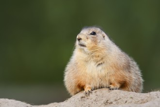 Black-tailed prairie dog (Cynomys ludovicianus) at the den, North America