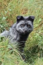 Red fox, silver phase or silver fox (Vulpes vulpes), captive, Germany