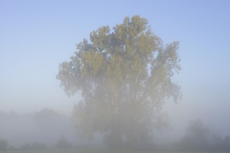 Bastard black poplar or Canada poplar (Populus ×canadensis, Populus ×euramericana) in the morning