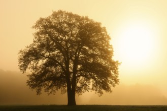 English oak (Quercus robur, Quercus pedunculata) in the morning mist at sunrise, North