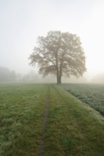 English oak (Quercus robur, Quercus pedunculata) on a field path in the morning mist, North