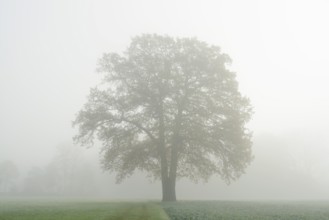 English oak (Quercus robur, Quercus pedunculata) in a field in the morning mist, North