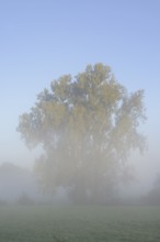 Bastard black poplar or Canada poplar (Populus ×canadensis, Populus ×euramericana) in the morning