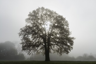 English oak (Quercus robur, Quercus pedunculata) in fog, North Rhine-Westphalia, Germany