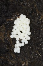 Red slug (Arion rufus), clutch, eggs, North Rhine-Westphalia, Germany