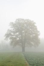 English oak (Quercus robur, Quercus pedunculata) in a field in the morning mist, North