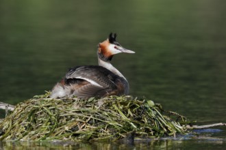 Great Crested Grebe (Podiceps Scalloped ribbonfish) sitting on its nest, North Rhine-Westphalia,