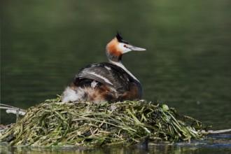 Great Crested Grebe (Podiceps scalloped ribbonfish) with chicks on the nest, North