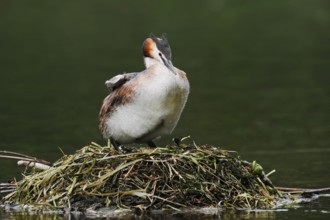 Great Crested Grebe (Podiceps cristatus) on the nest, North Rhine-Westphalia, Germany