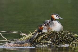 Great Crested Grebe (Podiceps Scalloped ribbonfish) feeding chicks on the nest, North