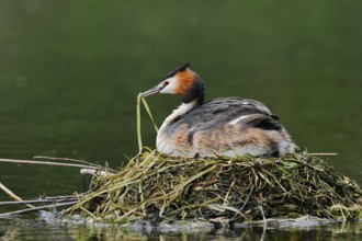 Great Crested Grebe (Podiceps scalloped ribbonfish) with nesting material in its beak sitting