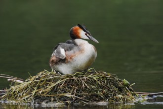 Great Crested Grebe (Podiceps Scalloped ribbonfish) breeding on the nest, North Rhine-Westphalia,