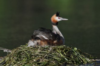Great Crested Grebe (Podiceps Scalloped ribbonfish) sitting brooding with chicks on the nest, North