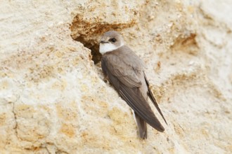 Sand martin (Riparia riparia) at the breeding tube, Schleswig-Holstein, Germany