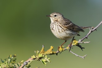 Meadow Pipit (Anthus pratensis), Schleswig-Holstein, Germany