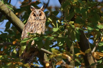 Long-eared owl (Asio otus) sitting in a tree, North Rhine-Westphalia, Germany