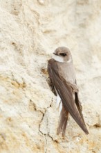 Sand martin (Riparia riparia) sitting on the breeding wall, Schleswig-Holstein, Germany