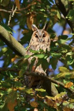 Long-eared owl (Asio otus) sitting in a tree, North Rhine-Westphalia, Germany