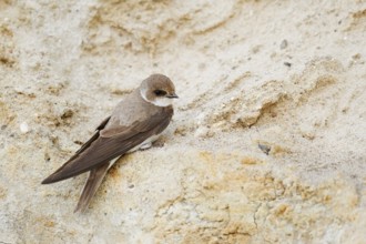 Sand martin (Riparia riparia) sitting on the breeding wall, Schleswig-Holstein, Germany