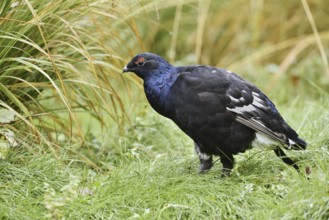 Black grouse (Lyrurus tetrix, Tetrao tetrix), black grouse, Bavaria, Germany