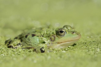 Edible Frog (Pelophylax esculentus, Rana esculenta) in a pond with Common duckweed (Lemna minor),