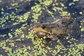 Lake frog (Pelophylax ridibundus, Rana ridibunda), North Rhine-Westphalia, Germany