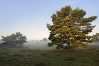 Scots pine or Scots pine (Pinus sylvestris) in heathland, Westruper Heide, North Rhine-Westphalia,