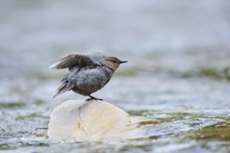 Grey White-throated White-throated Dipper (Cinclus mexicanus), Waterton Lakes National Park,