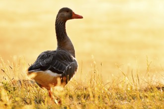 Greylag goose (Anser anser) standing against the light in a meadow at sunrise, North