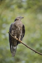Honey buzzard (Pernis apivorus) sitting on a branch, Bavaria, Germany