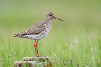 Redshank (Tringa totanus), Schleswig-Holstein, Germany
