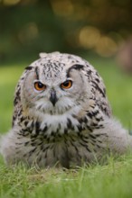 Turkmen Eagle Owl or Turkmen Eagle Owl (Bubo bubo omissus) sitting in a meadow, captive, occurrence