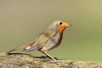 European robin (Erithacus rubecula), North Rhine-Westphalia, Germany