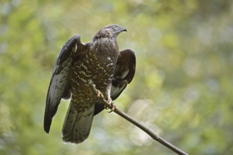 Honey buzzard (Pernis apivorus) sitting on a branch, Bavaria, Germany