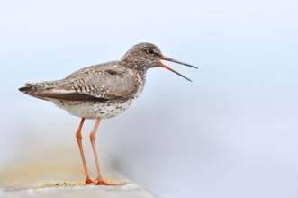 Redshank (Tringa totanus) calling, Schleswig-Holstein, Germany