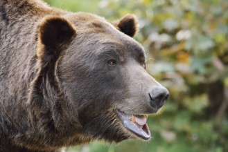 European brown bear (Ursus arctos arctos), portrait, captive, Bavaria, Germany