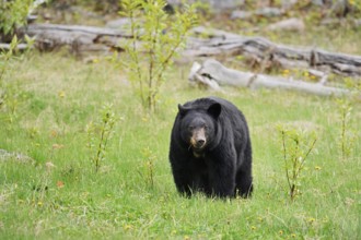 American Black Bear (Ursus americanus) eating grasses, Jasper National Park, Alberta, Canada